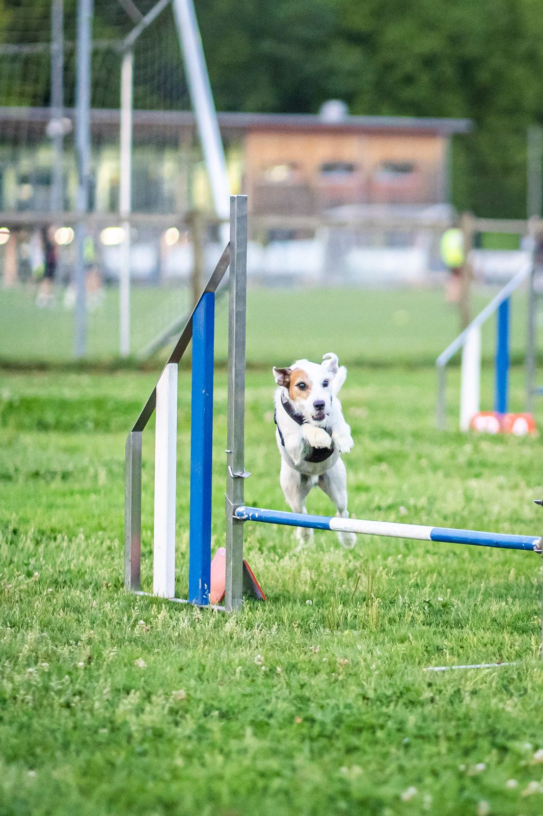 Agility 11
