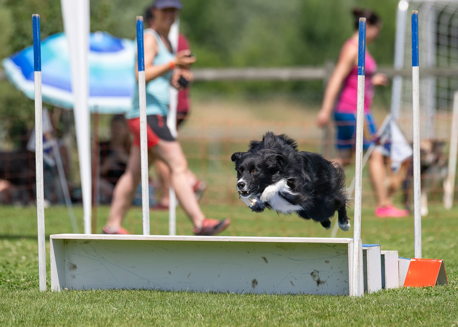 Agility Basiskurs 1
