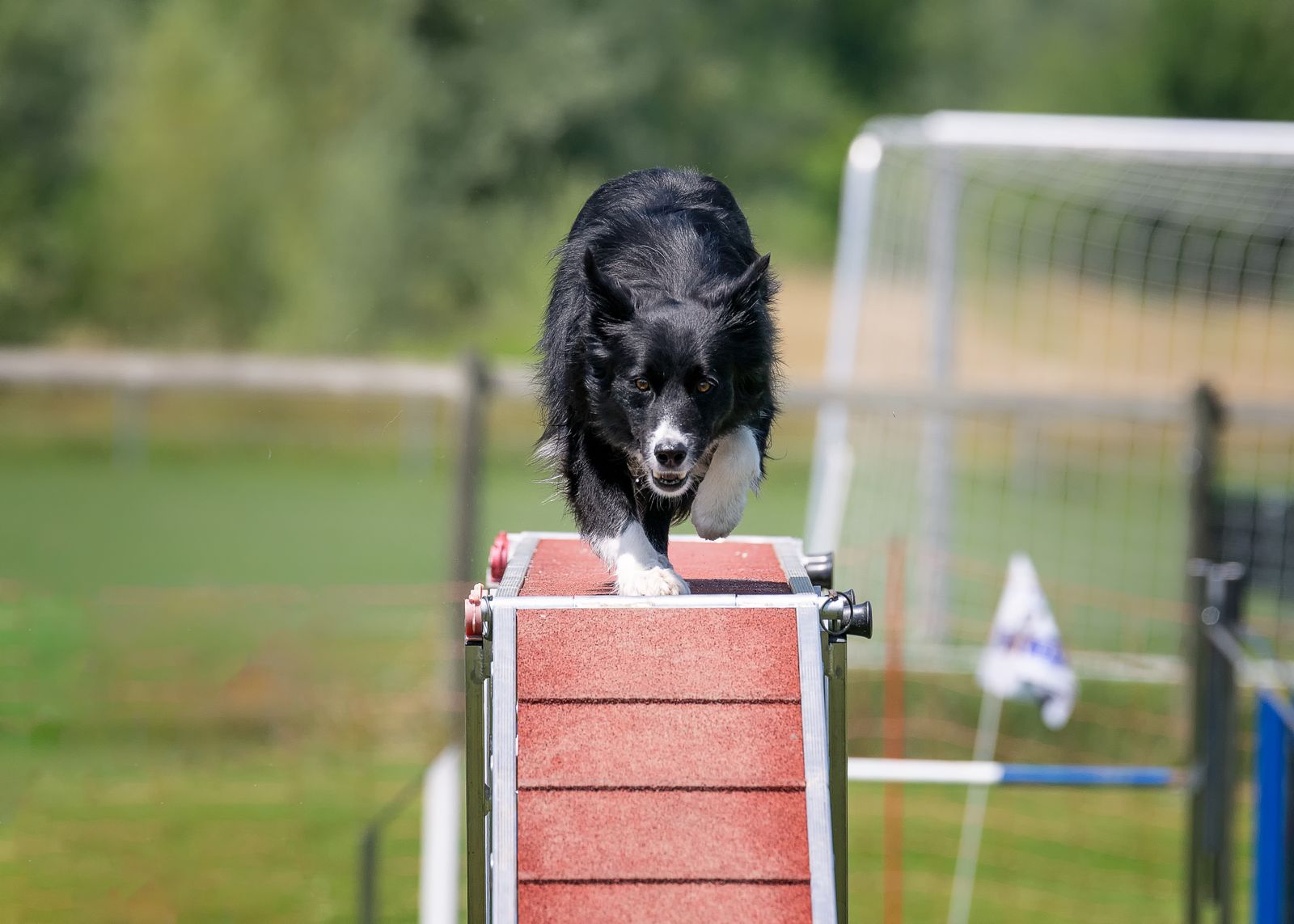 Agility Basiskurs 4