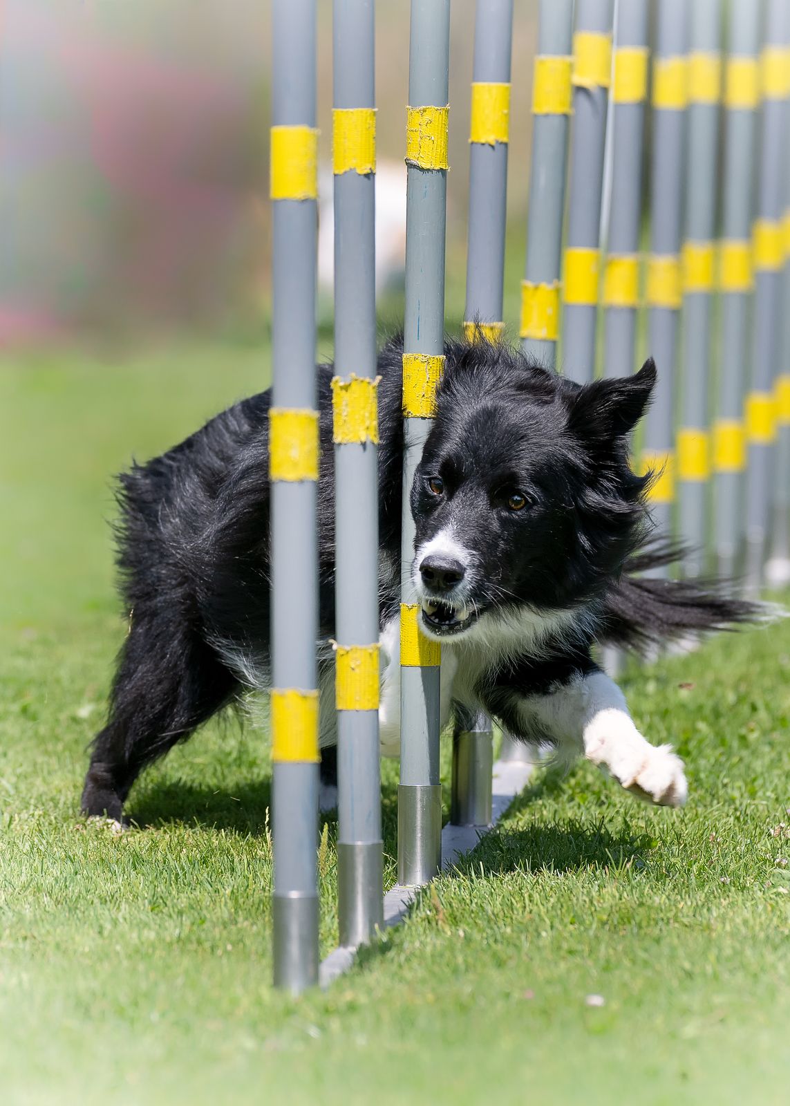 Agility 4
