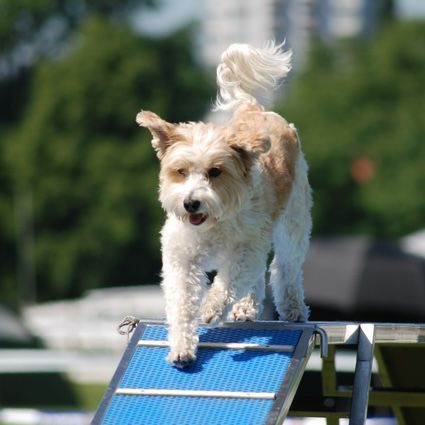 Agility Basiskurs