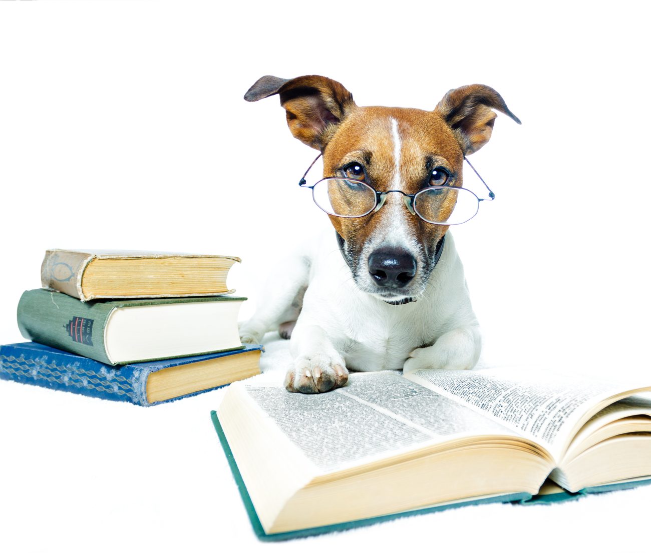 Hund mit Brille liest in einem Buch