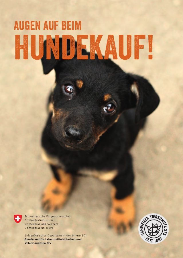 Vorschau: Augen auf beim Hundekauf!