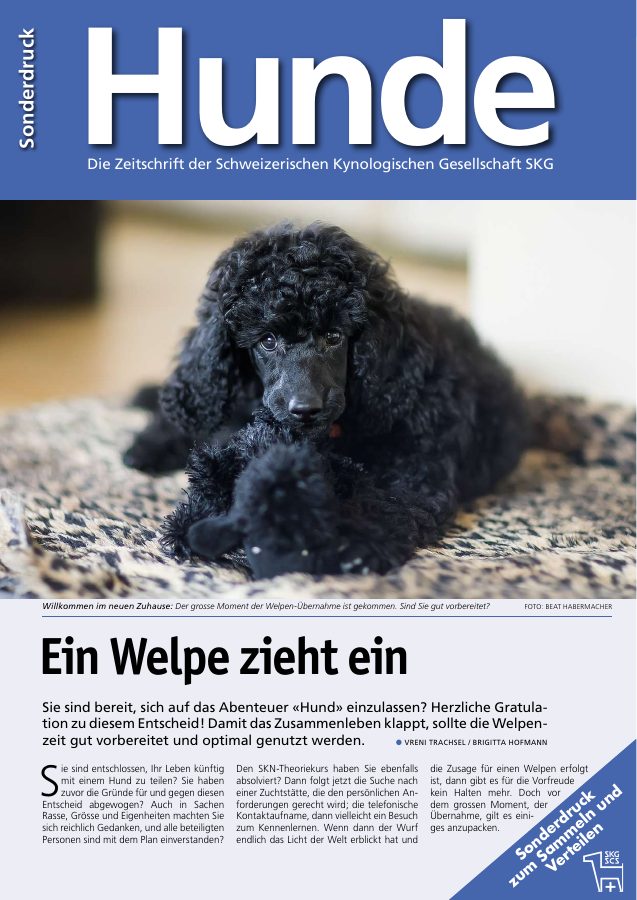 Vorschau: Ein Welpe zieht ein